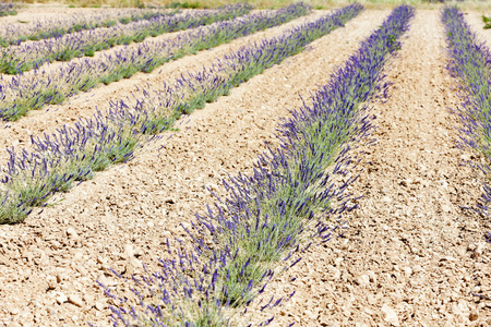 高原 de valensole，普罗旺斯，法国薰衣草田地