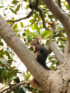 红松鼠在树上