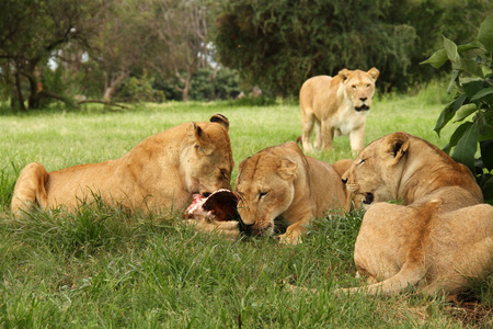 吃肉的狮子
