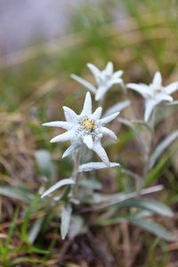 雪绒花