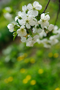 樱花盛开