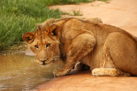 喝水洞上的狮子图片