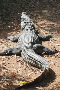  Crocodile