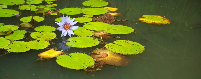 莉莉垫和池塘里的花