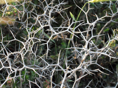 野生刺植物图片-野生刺植物素材-野生刺植物插画-摄图新视界