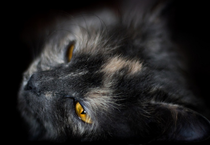 一只灰色的猫的美丽肖像