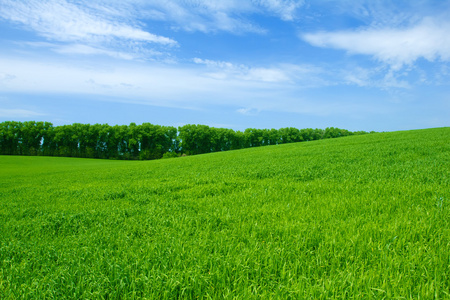 绿色的麦田和蓝蓝的天空
