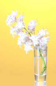 板栗花中明亮的彩色背景上的玻璃