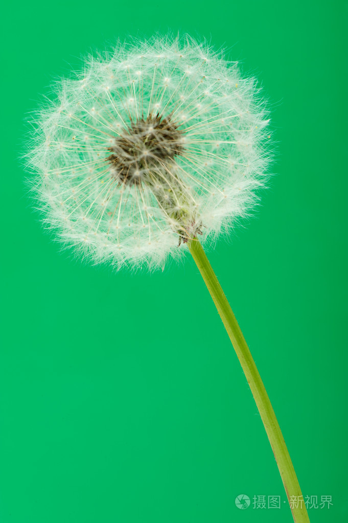 蒲公英在绿色背景上