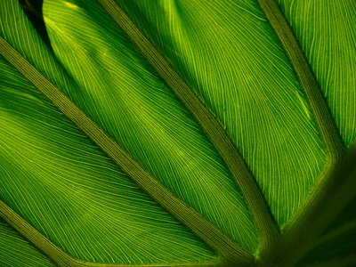 绿色的棕榈叶结构