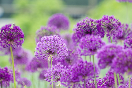 紫丁香花场