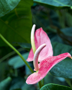 兰花花