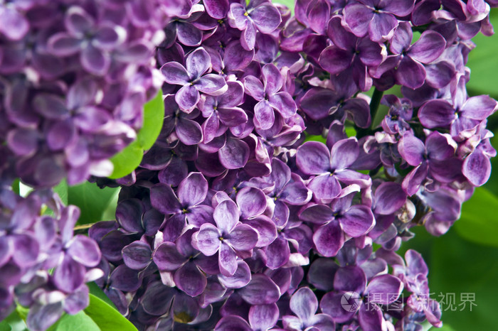 紫丁香花场照片 正版商用图片19j5jt 摄图新视界