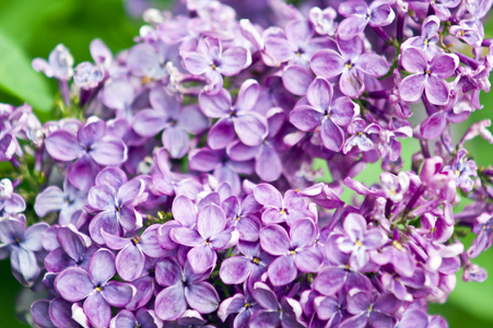 紫丁香花场
