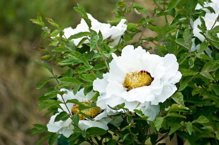 紫丁香花场