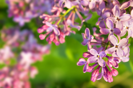 淡紫色的花朵