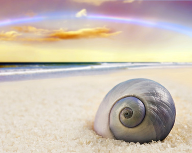 在海滩上的贝壳形状完美的美丽