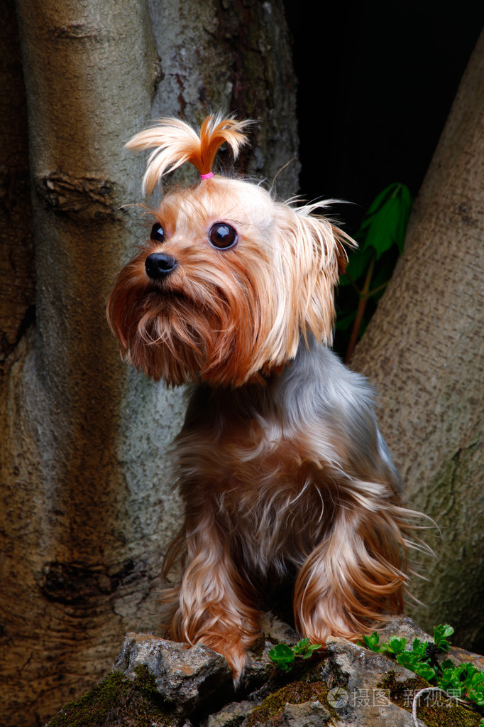 约克夏犬在花园中