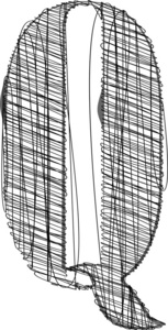 手画的字体。矢量插画