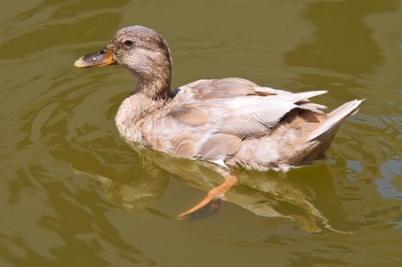在湖水中游泳的鸭子图片