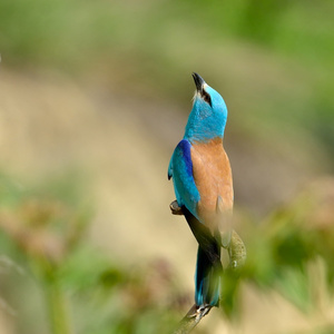 欧洲滚子 coracias garrulus 户外