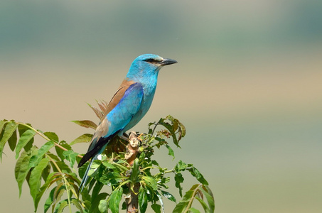 欧洲滚子 coracias garrulus 户外