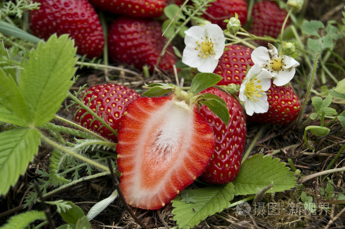 在该字段中的草莓果实