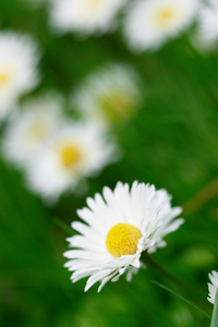 领域的雏菊