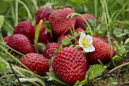 在该字段中的草莓果实