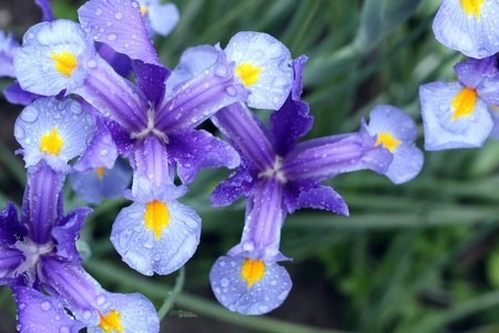 蓝紫色鸢尾蓝色彩色的鸢尾花照片