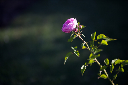 美丽的玫瑰花园里的背景