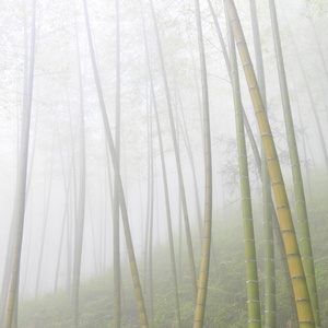 亚洲竹林与晨雾天气