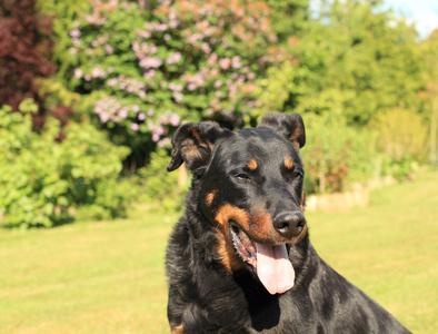 纯种法国牧羊犬 beauceron 的肖像