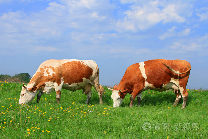 夏季牧场上的牛