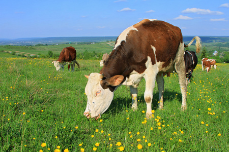 夏季牧场上小牛
