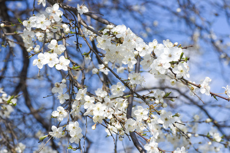 在春天盛开的白色苹果花