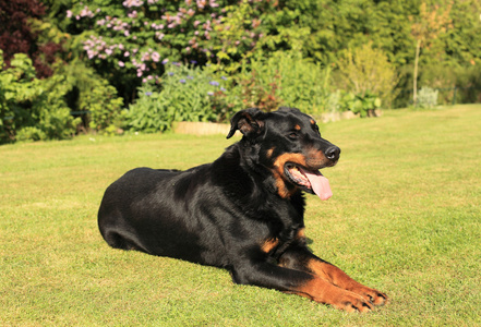 纯种法国牧羊犬 beauceron 的肖像