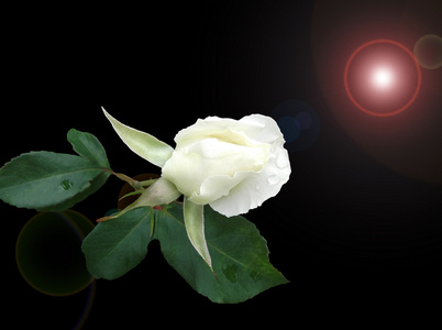 黑色背景上的白玫瑰的花蕾
