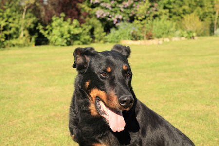 纯种法国牧羊犬 beauceron 的肖像