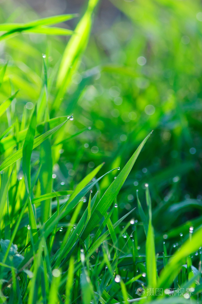 新鲜绿草