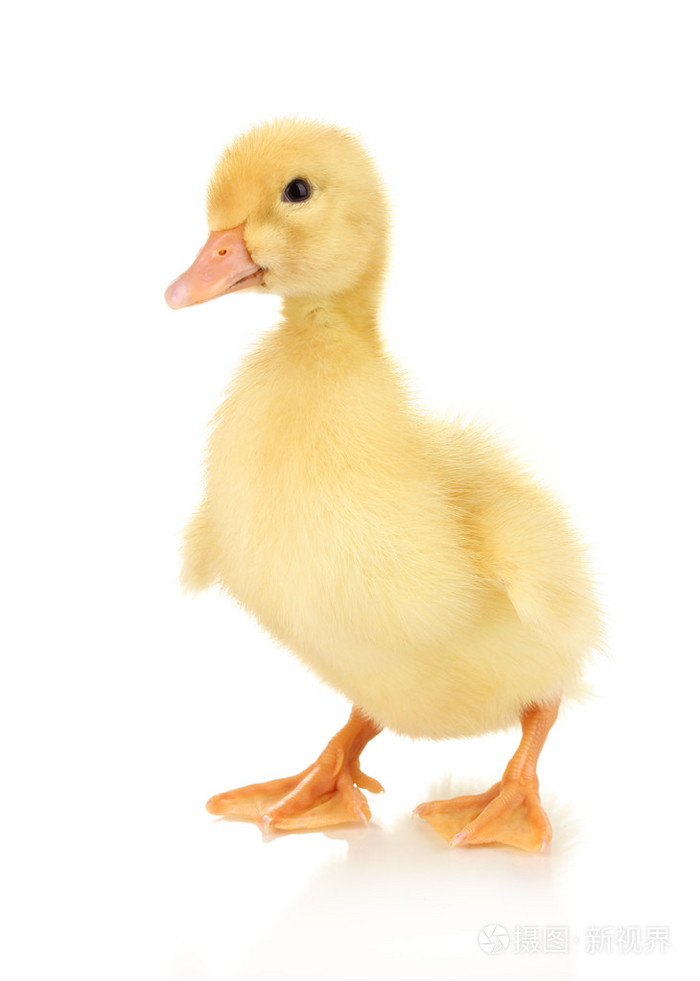 孤立在白色的小鸭