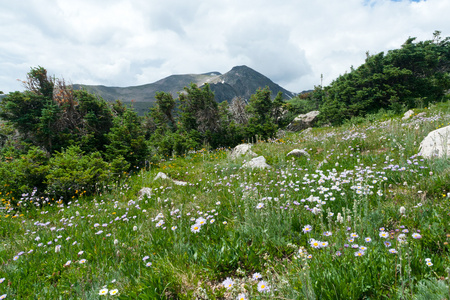 山间野花的草地上图片