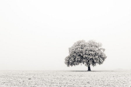 孤独和冷树