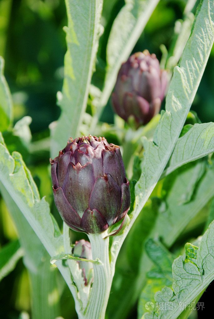 暂无图片作者bianciardi新媒体授权标准授权扩展授权如何选择jpg大