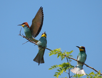 欧洲蜂食者，merops apiaster