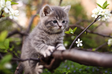可爱的年轻猫在树中