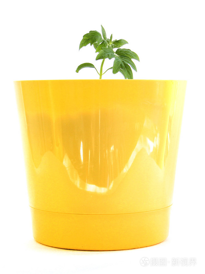 种植番茄的黄色锅
