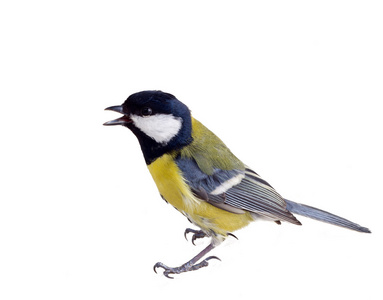 在匆忙 2 titmouse