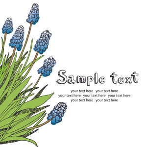 穆斯卡里出芽图片