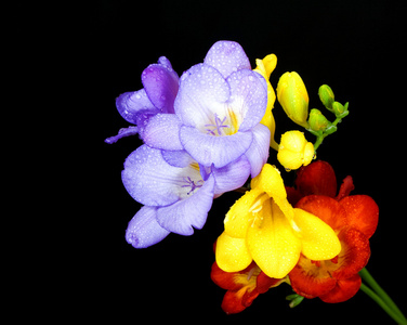 多彩多姿的 freesias